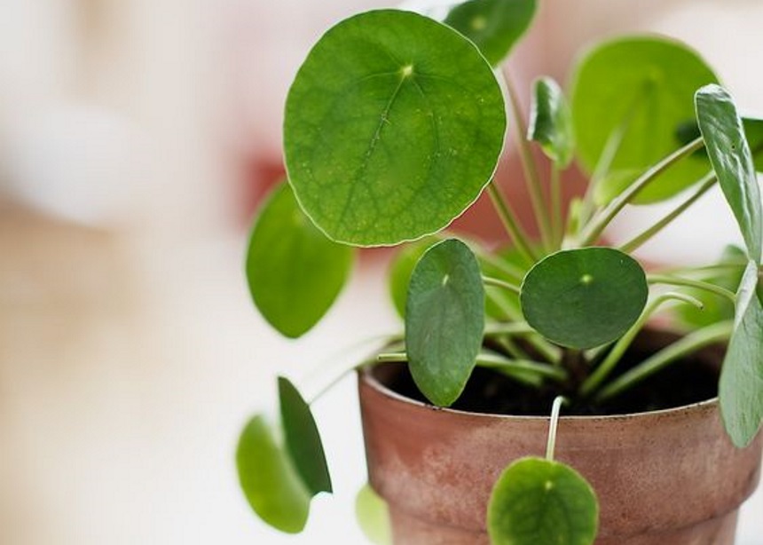 Pilea peperomioides: Όσα θέλεις να μάθεις για το πιο εντυπωσιακό φυτό εσωτερικού χώρου