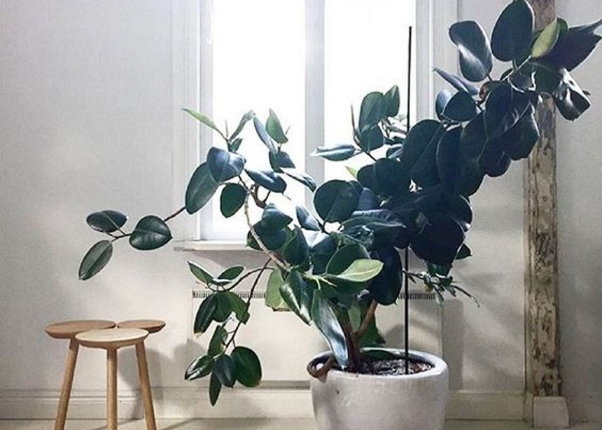 Ficus Elastica: Όσα θέλεις να μάθεις για την φροντίδα του minimal φίκου σου