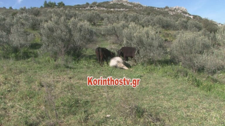 Αυτός είναι ο ταύρος που σκότωσε άνθρωπο στην Αρχαία Κόρινθο – video | tlife.gr Αυτός είναι ο ταύρος που σκότωσε άνθρωπο στην Αρχαία Κόρινθο – video | tlife.gr