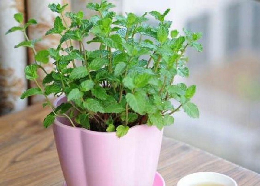 Mint Lovers: Μήπως αυτό το βότανο θα γίνει το νέο αγαπημένο σου φυτό εσωτερικού χώρου;