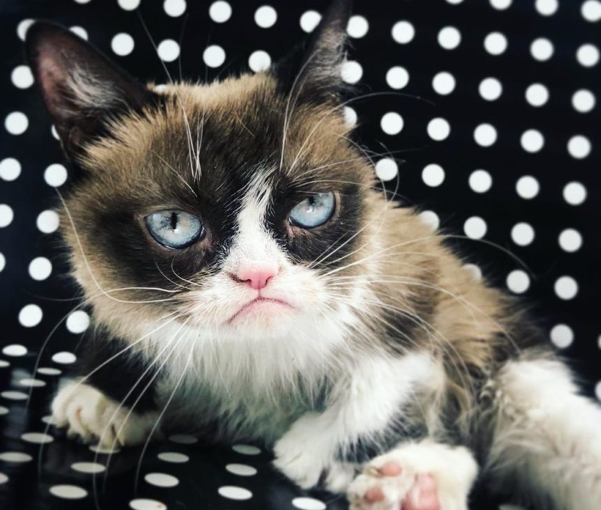 Πέθανε η Grumpy Cat, η πιο διάσημη γάτα του διαδικτύου | tlife.gr