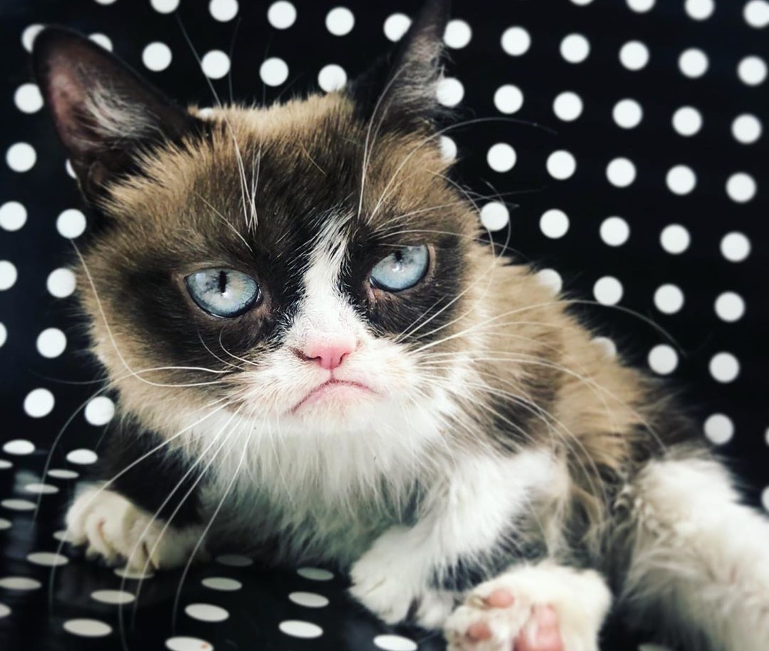 Πέθανε η Grumpy Cat, η πιο διάσημη γάτα του διαδικτύου