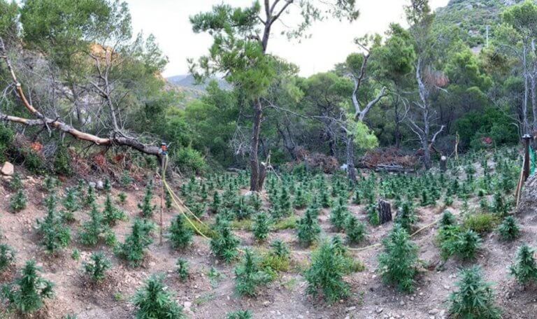 Βρέθηκε ένα δάσος από… χασίς, στο Πόρτο Ράφτη