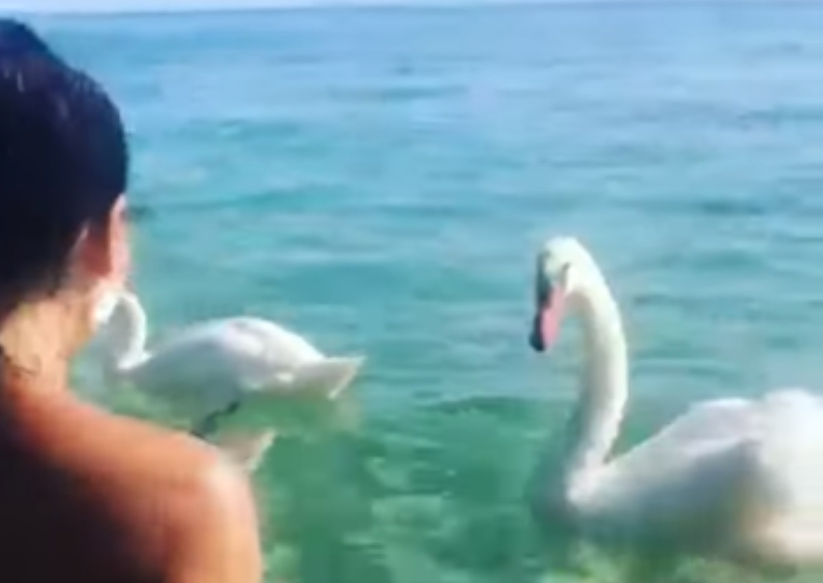 Διάσημη Ελληνίδα ηθοποιός κολυμπά ανάμεσα σε κύκνους! Εντυπωσιακό video