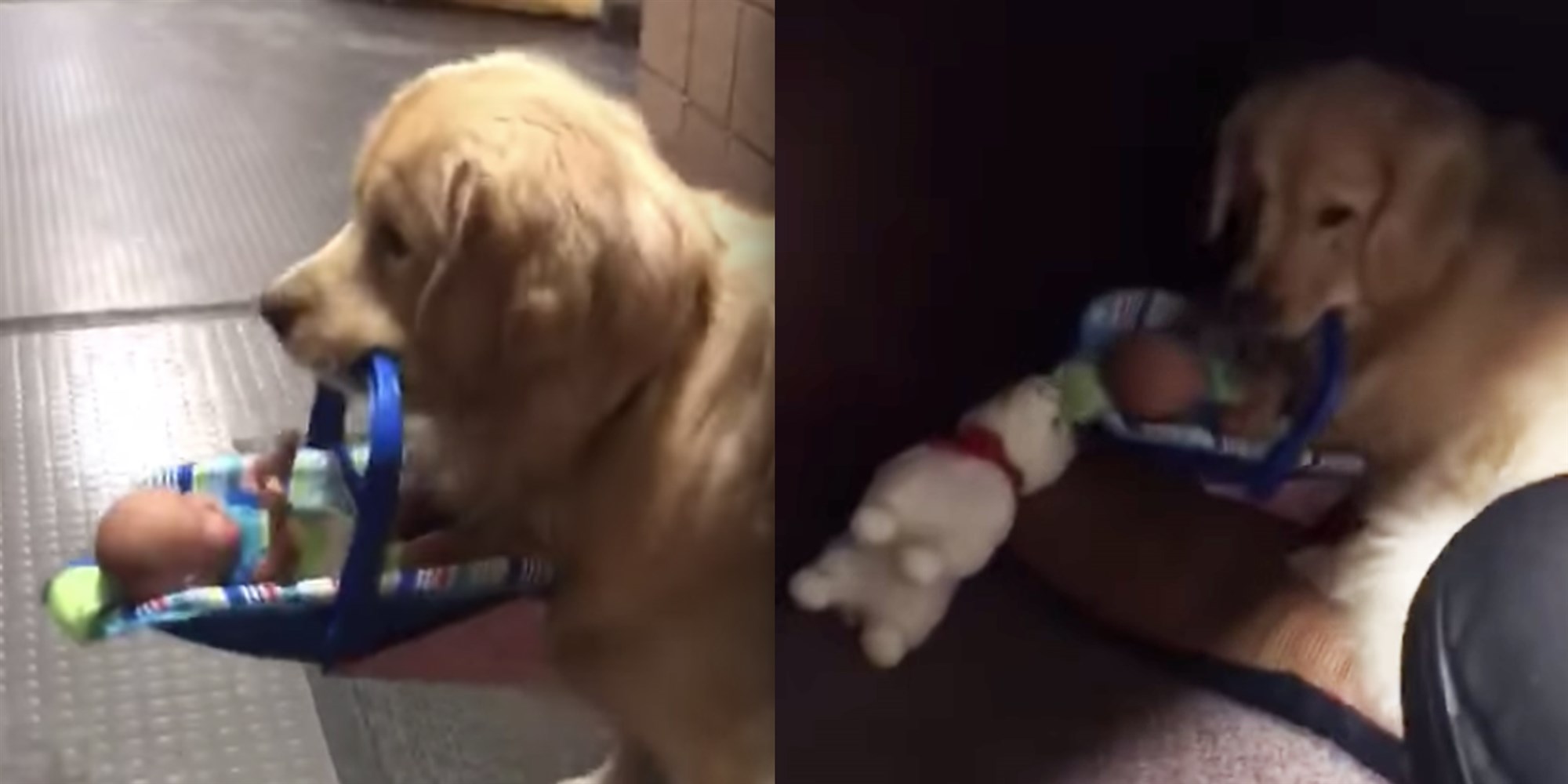 Αστυνομικός σκύλος κλέβει παιχνίδια και τα πάει στην κρυψώνα του! Απολαυστικό βίντεο