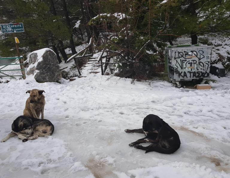 Καιρός Πρωτοχρονιά: Ποδαρικό με χιόνια, καταιγίδες και κρύο!