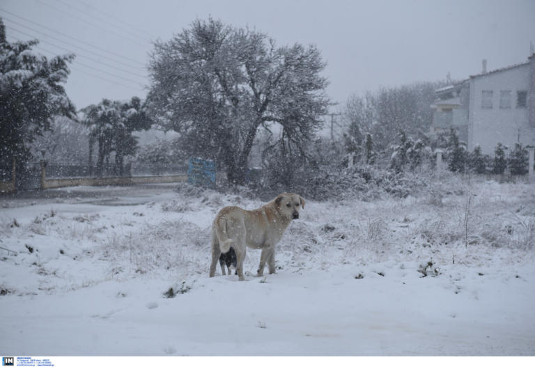 Καιρός αύριο: Παραμένει η σφοδρή κακοκαιρία!
