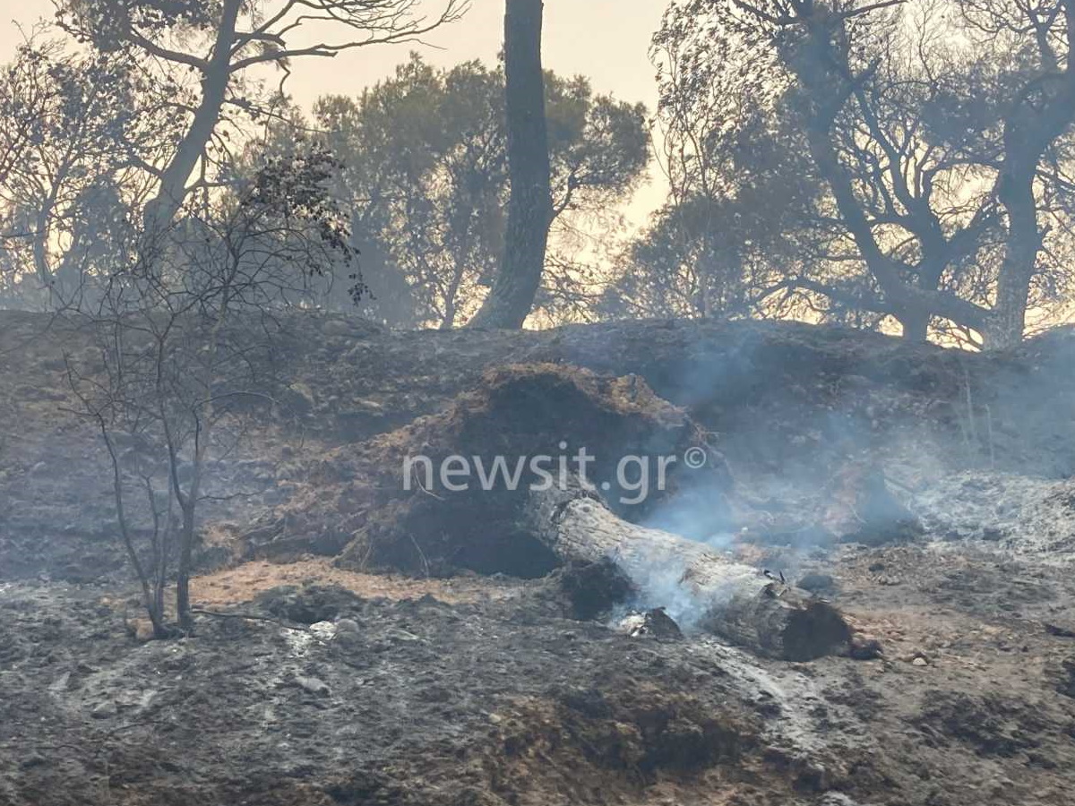 Φωτιά στην Βαρυμπόμπη: Εικόνες απόλυτης καταστροφής όπου πέρασε η πύρινη λαίλαπα