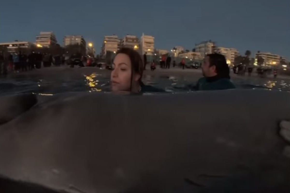 Συγκλονιστικό βίντεο: Εθελόντρια τραγουδάει στην τραυματισμένη φάλαινα στον Άλιμο και προκαλεί ρίγη συγκίνησης