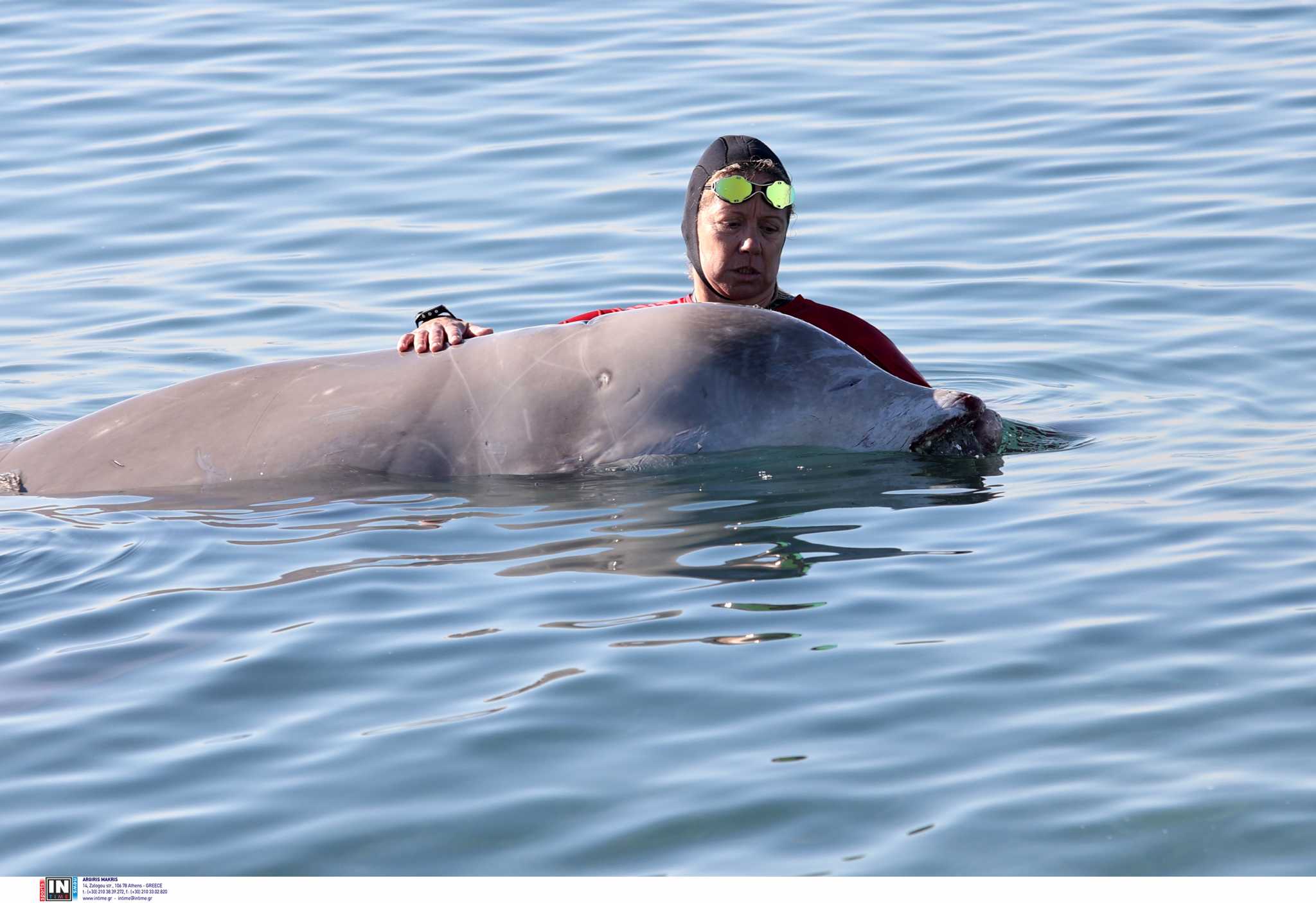 Ελπίδες επιβίωσης για τη νεαρή φάλαινα – Σήμερα εθεάθη στη Σαλαμίνα