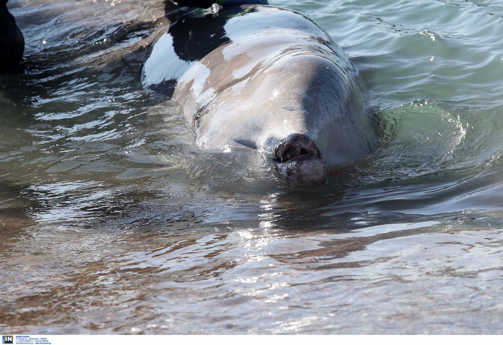 Θλίψη: Νεκρή η φάλαινα που είχε «ξεβραστεί» στον Άλιμο