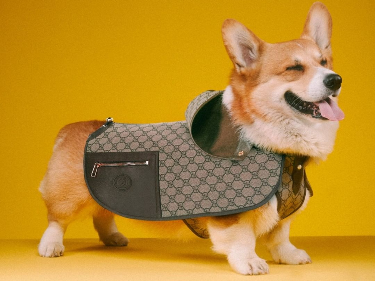 Η Gucci συλλογή για κατοικίδια είναι ότι πιο cute έχουμε δει