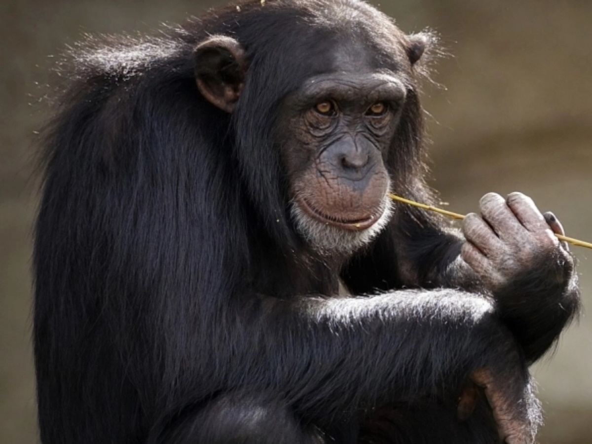 Αττικό Ζωολογικό Πάρκο: Σκότωσαν χιμπατζή που απέδρασε – Σάλος στο διαδίκτυο