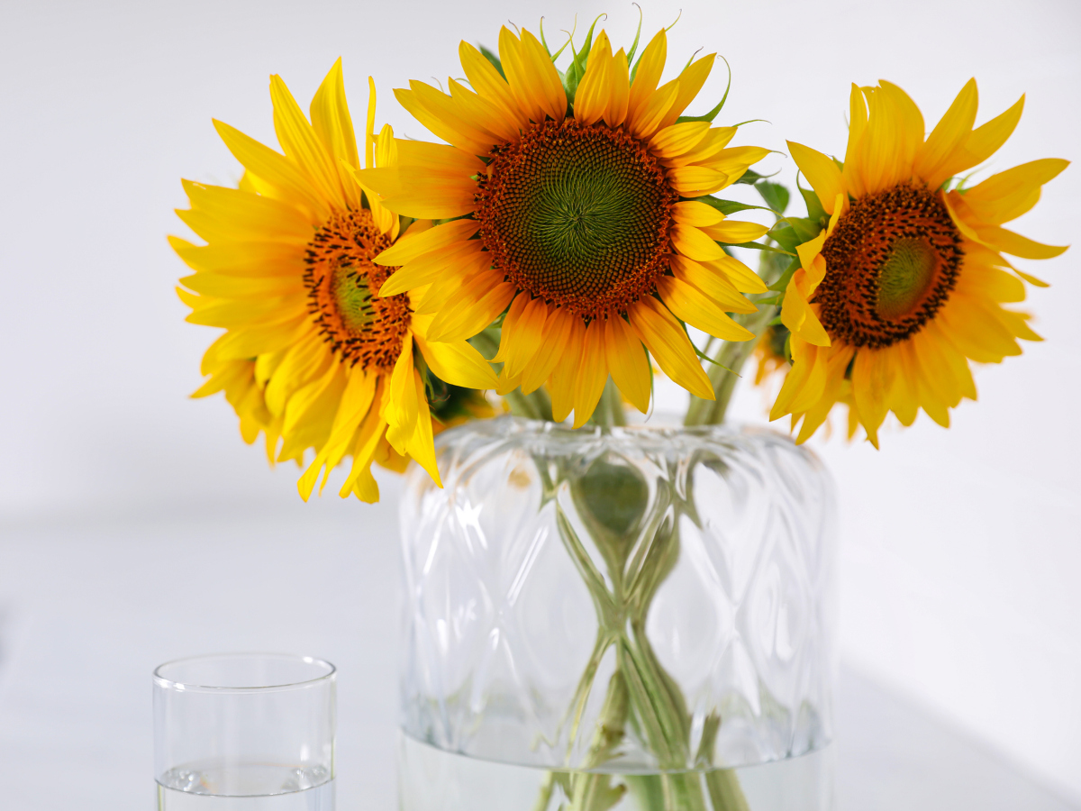 Ηλίανθος: Βάλε το λουλούδι του ήλιου στο σπίτι σου