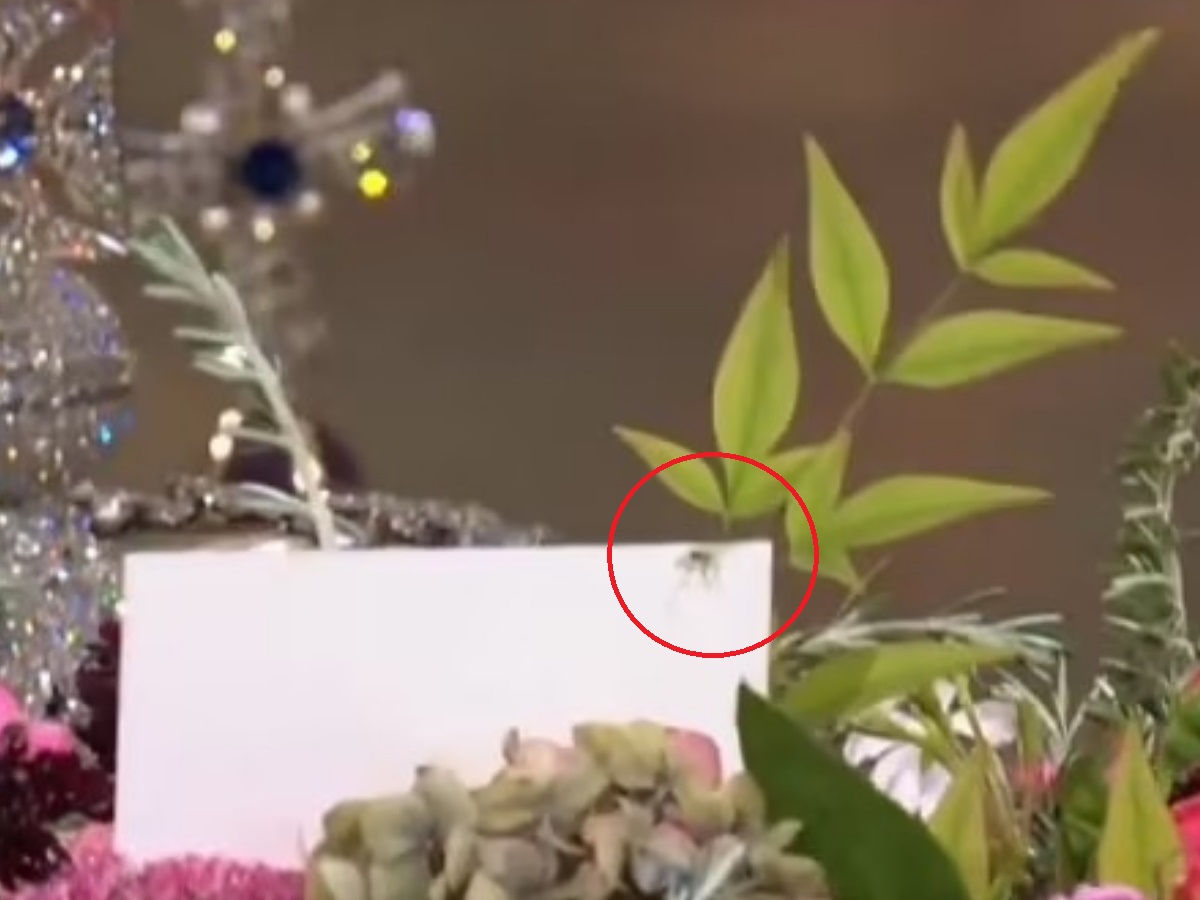Κηδεία βασίλισσας Ελισάβετ: Η στιγμή που μια αράχνη εμφανίζεται στο φέρετρο – Βίντεο