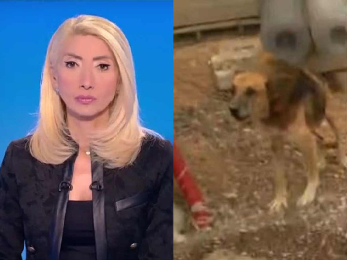 Εκνευρισμένη η Μίνα Καραμήτρου στο Open: «Απορώ που οι άνθρωποι που έφυγαν κι άφησαν το σκυλί δεμένο»