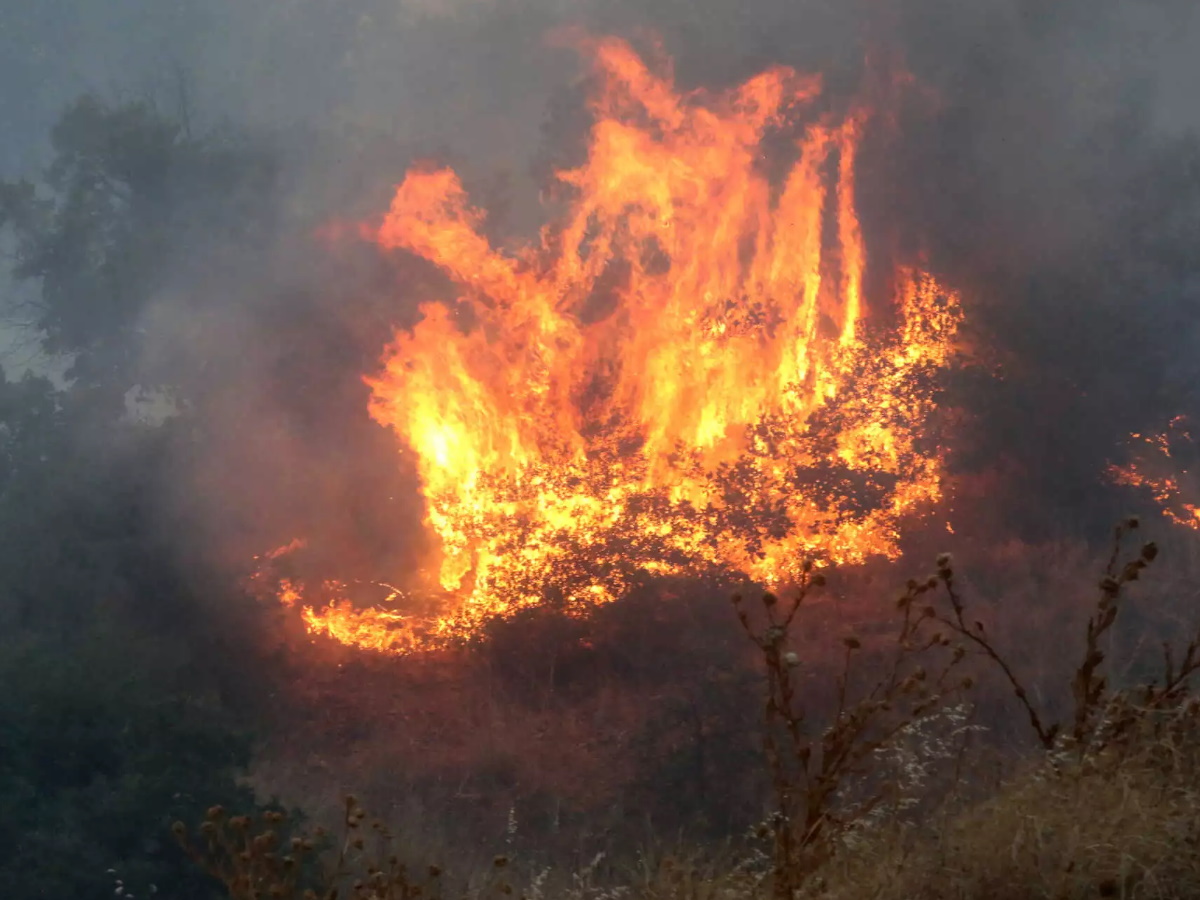 Φωτιά στην Αλεξανδρούπολη: Δύο παιδιά ανάμεσα στους απανθρακωμένους που βρέθηκαν στο δάσος της Δαδιάς
