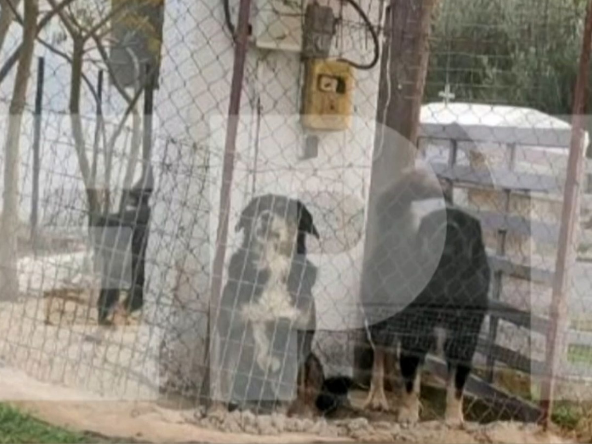 Θεσσαλονίκη: Αυτά είναι τα σκυλιά που επιτέθηκαν άγρια και σκότωσαν την 50χρονη