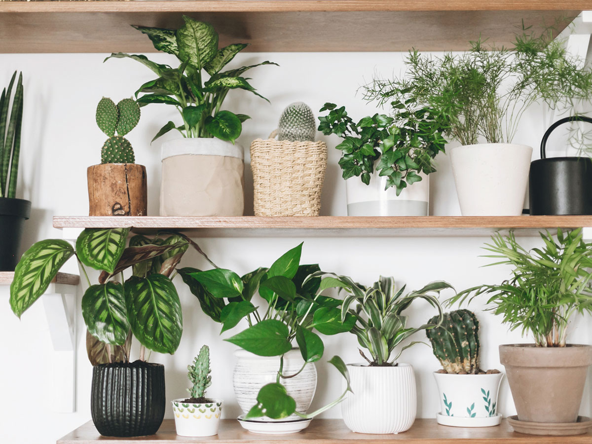 5 φυτά που φέρνουν «κακή τύχη» στο σπίτι σου και τι να βάλεις στη θέση τους