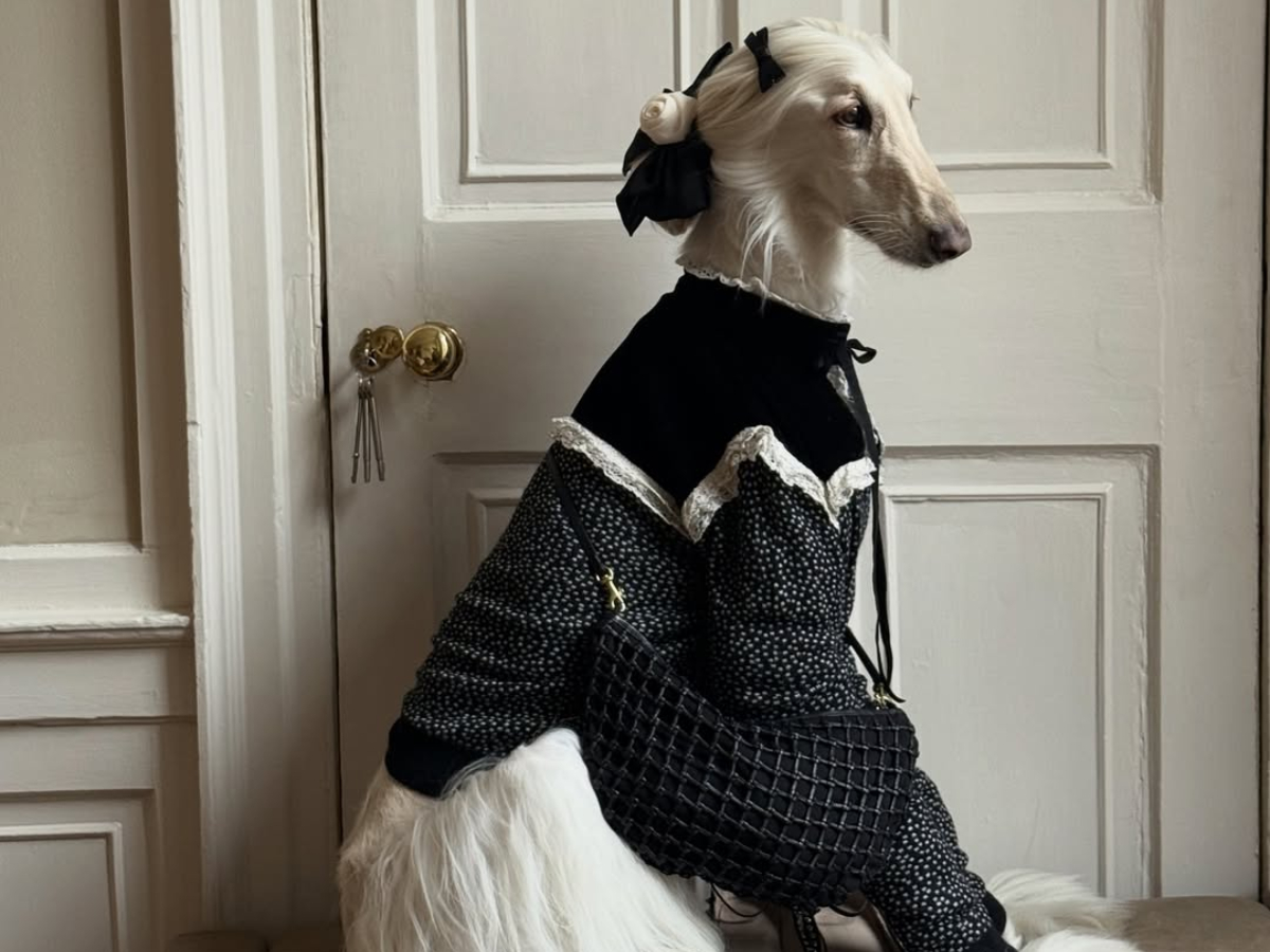 Ένα από τα πιο fashionable account του Instagram ανήκει… σε σκύλο